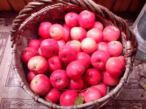 бордовые яблоки сорт. яблоня сорт ранетка. ранетки яблочки сорта. яблоки красные кислые. красные сладкие яблоки.