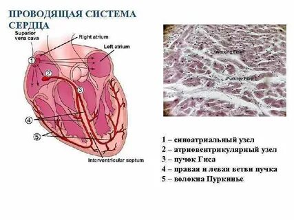 Сердечный система гистология