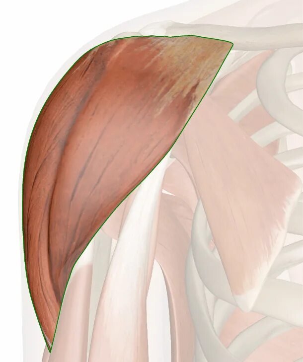 Акромион и дельтовидная мышца. Три пучка дельтовидной мышцы. Дельтовидная мышца. Дельтовидная мышца анатомия.