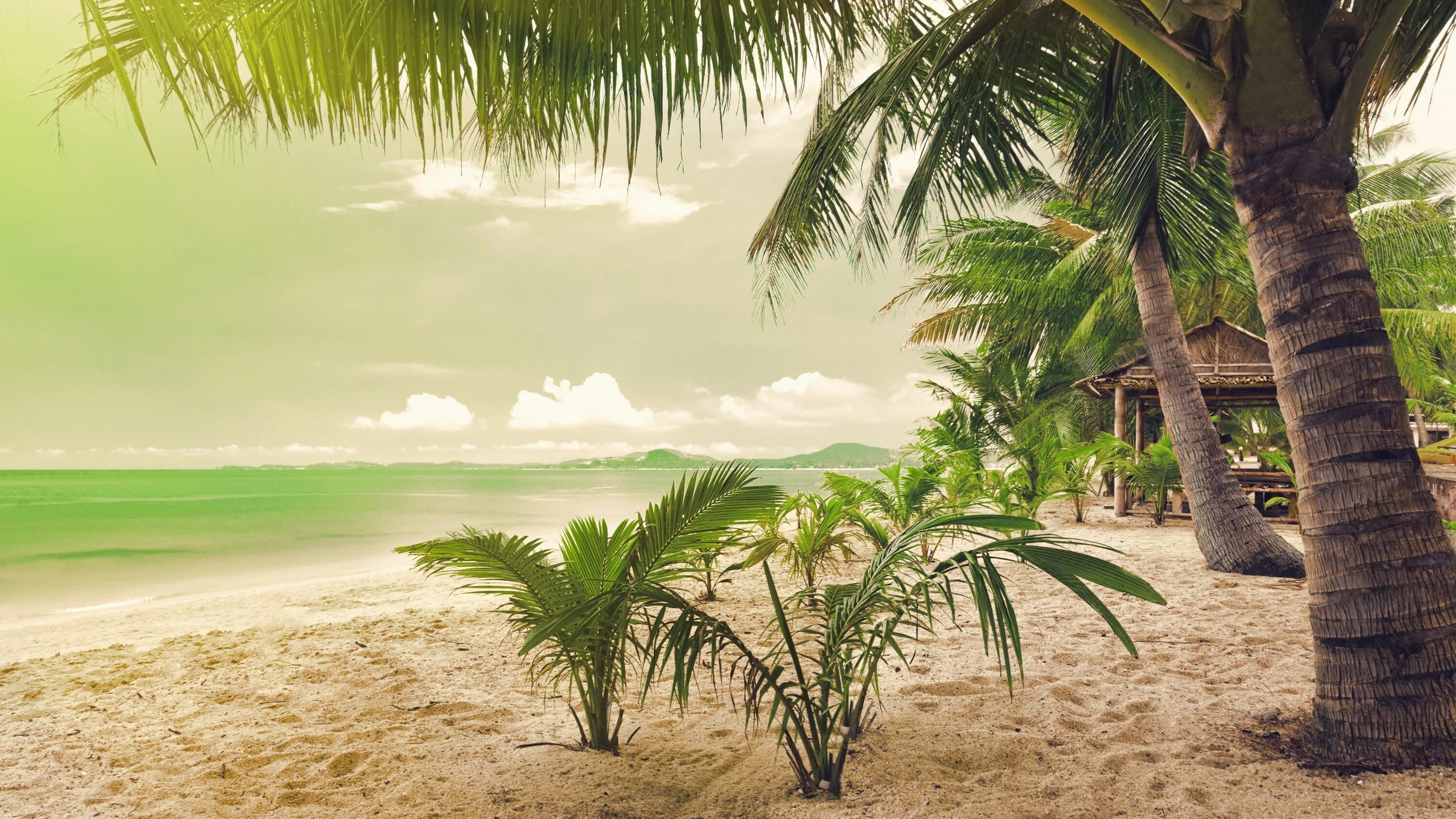 Beach full