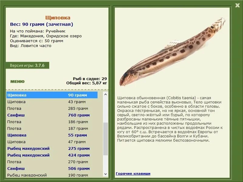 промысловая речная рыба семейства вьюновых. голец усатый русская рыбалка. промысловая речная рыба семейства вьюновых. вьюн рыба. промысловая речная рыба семейства вьюновых.
