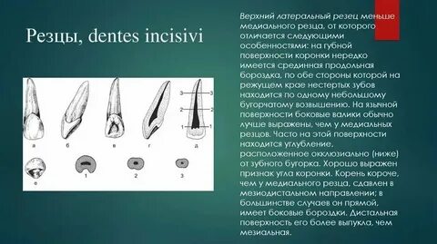 Резцовый канал на латыни