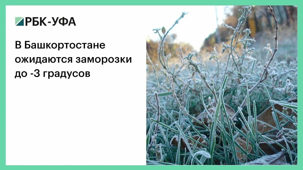 Последние заморозки. В мае заморозки будут. Июньские заморозки в Башкирии. Заморозки в мае в Уфе.