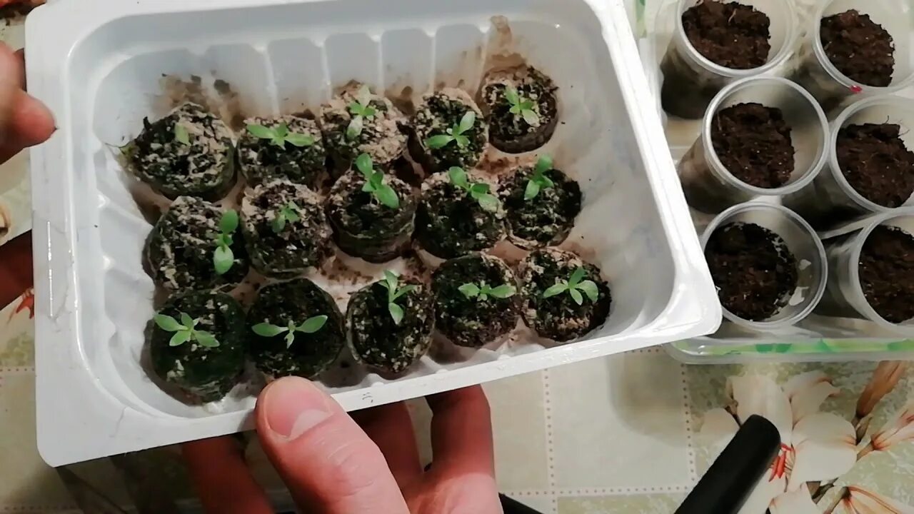 Как правильно посадить эустому в таблетки. Эустома посев семян. Эустома в торфяных таблетках. Посев семян эустомы в торфяные таблетки. Эустома семена посадка.