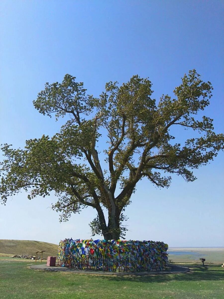 одинокий тополь в калмыкии