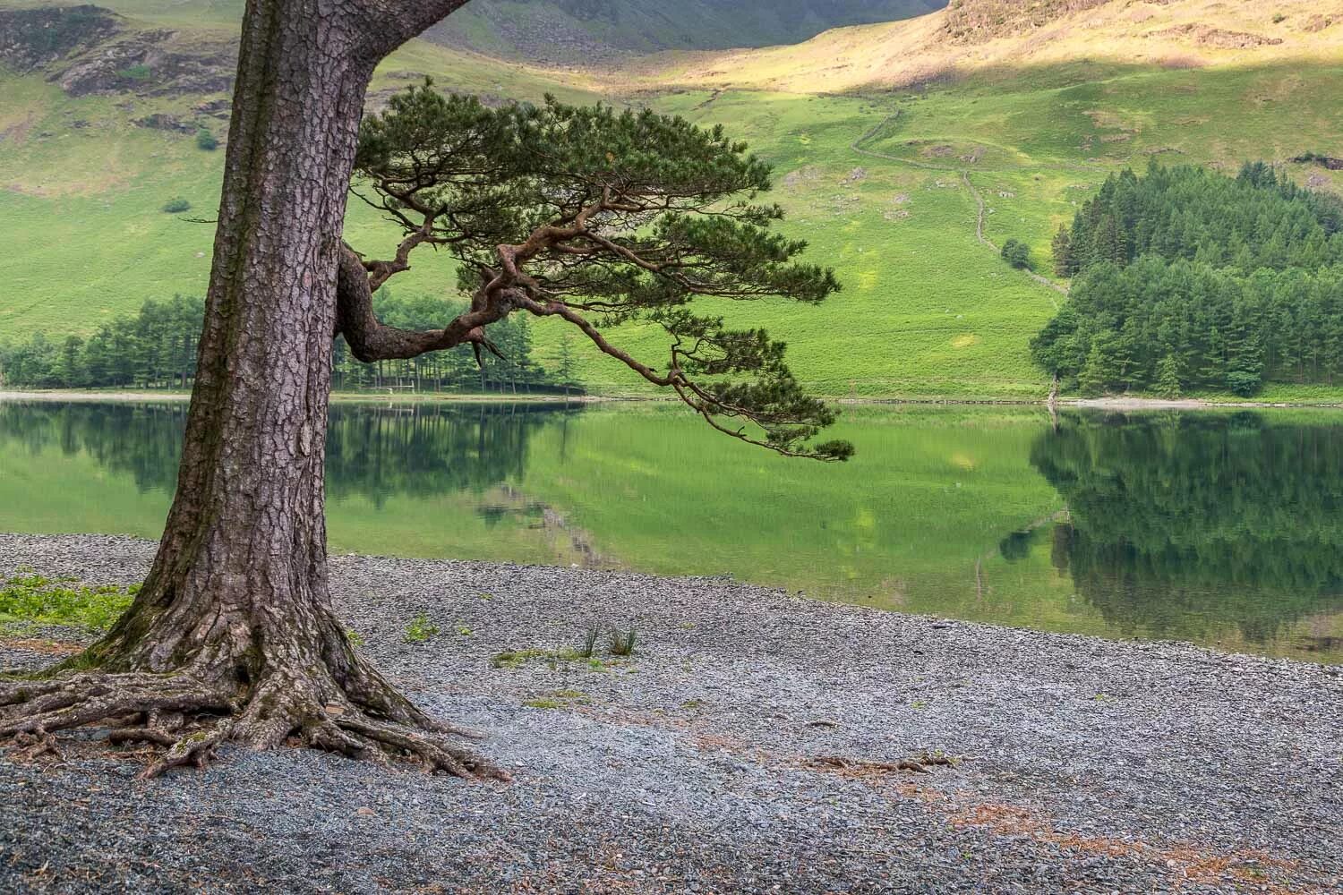 Nearer tree. Near the tree.