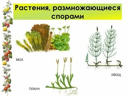 Размножение семенами мхи