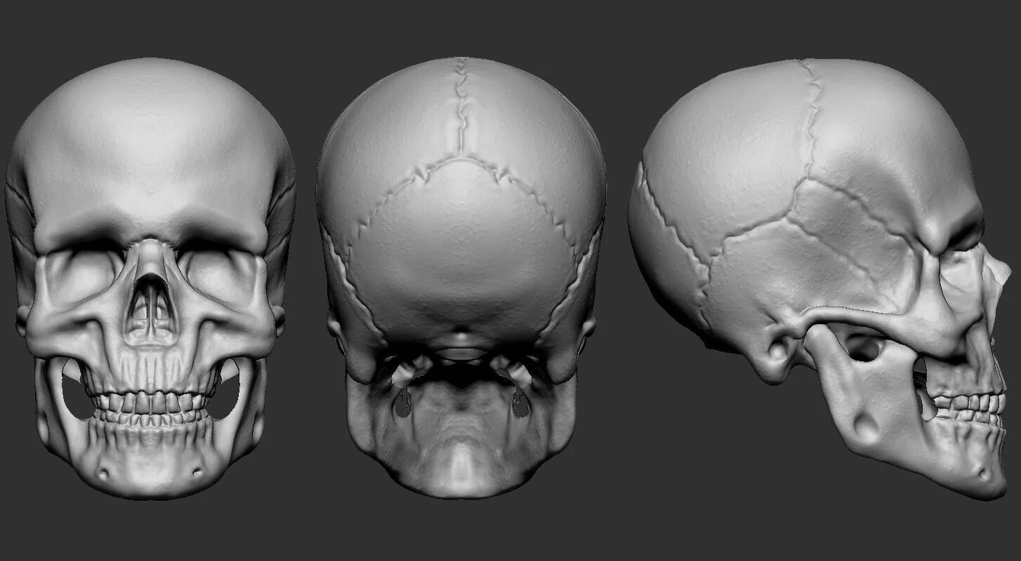 Skull model