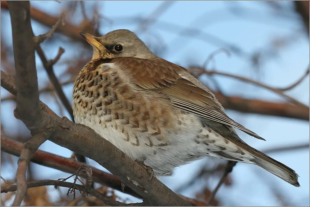дрозд-дроздята. дрозды фото. дрозд деряба рябинник белобровик. степной дрозд. костюм дрозда.