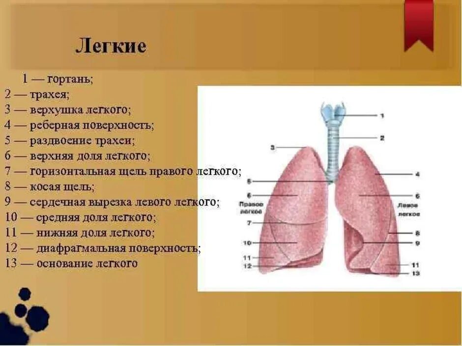 Какое легкое больше и почему. Схема внутреннего строения легкого. Легочные доли строение и функции. Строение легких анатомия. Легкие человека структура.