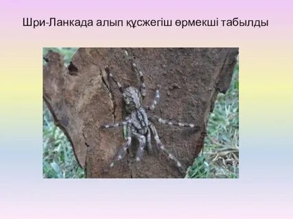 Лимузиндердегі порно