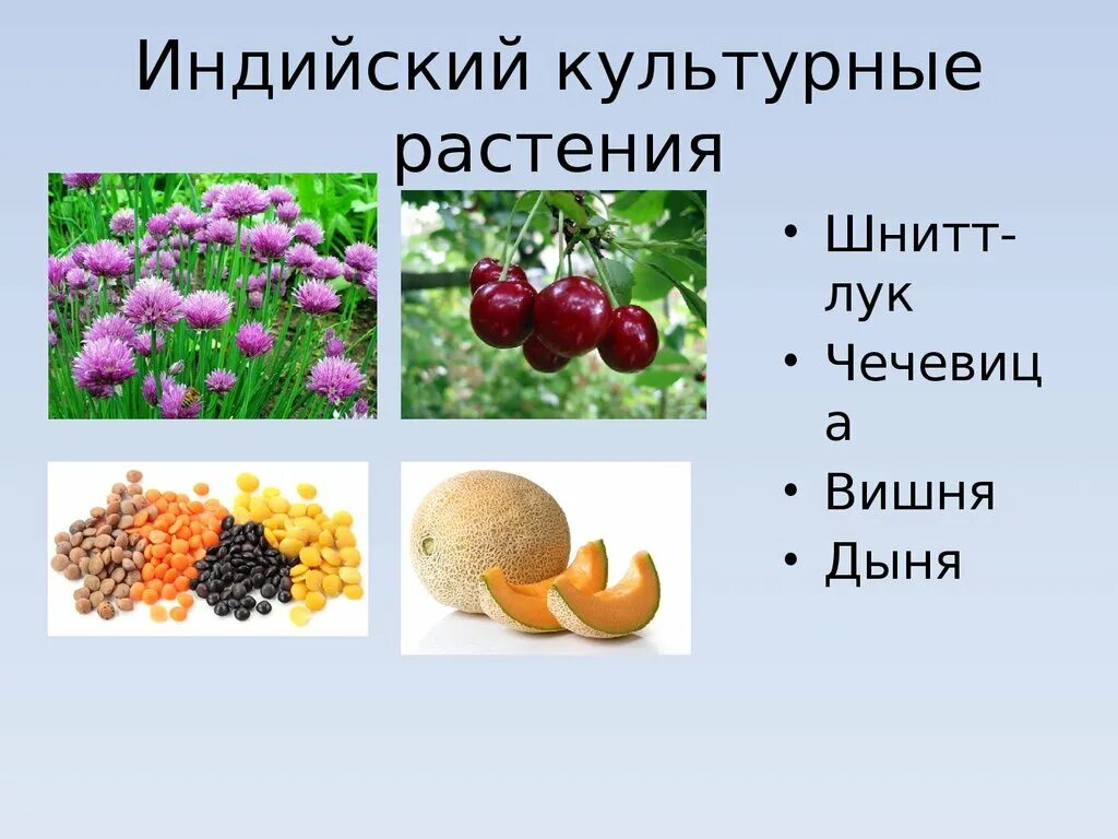 Культурные растения индии