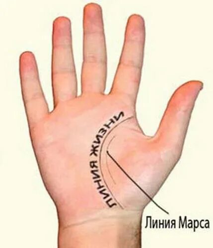 Хиромантия холм марса на ладони. Линия марса на ладони. Пояс венеры хиромантия. Линия марса на ладони. Схема ладони с линиями.