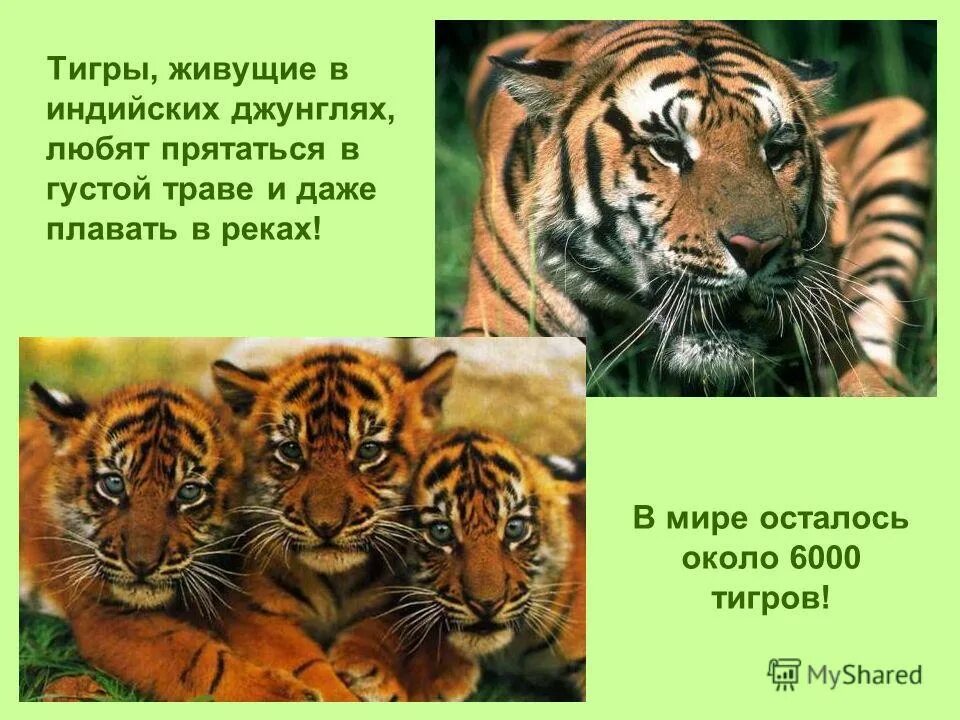 Полосатый тигр. Уссурийский тигр тигр. Станьково зоопарк. Сколько живут тигры. Тигр был жив.