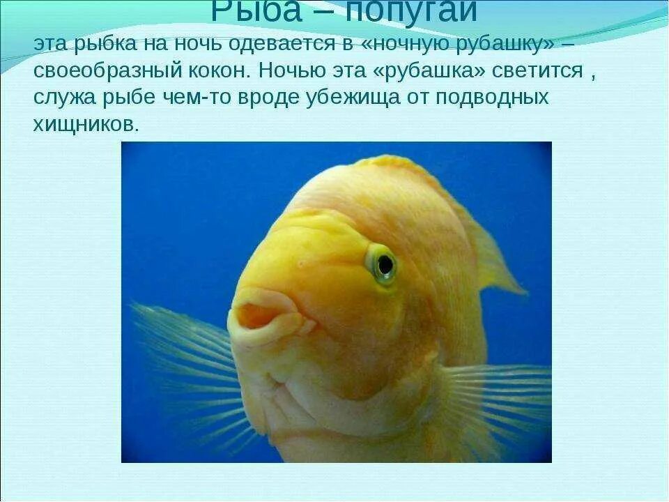 Информация про рыб. Интересные факты о рыбах. Доклад про рыб. "Рыбы - это интересно". Рыба для презентации.