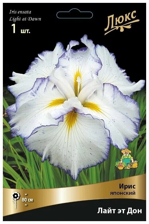 Ирис японский queens tiara. Ирис сибирский лайт эт дон. Ирис лайт. Ирис лайт. Ирис мечевидный энджел маунтин.