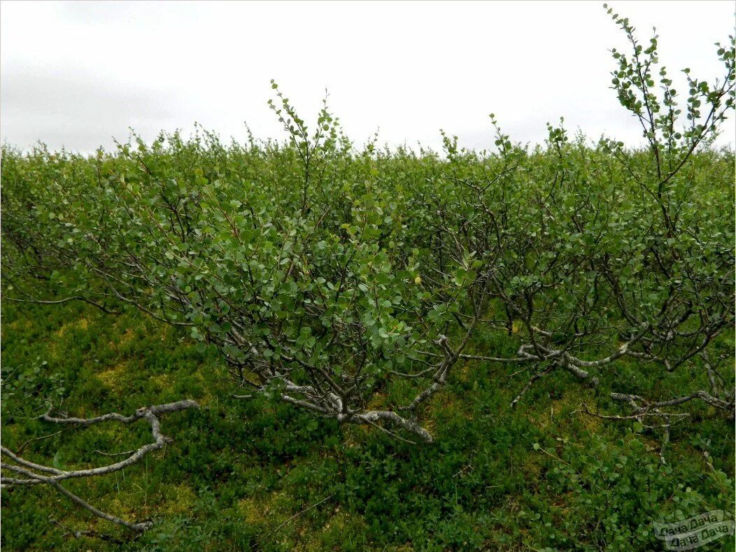 Карликовая берёза в тундре. Береза карликовая Betula Nana. Карликовая берёза в Северной Америке. Карликовая береза кустарник