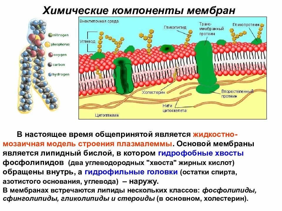 Фосфолипиды плазматической мембраны. Бислой клеточной мембраны. Липидный бислой клеточной мембраны. Мембранные липиды мембранные белки. Липиды входят в состав клеток