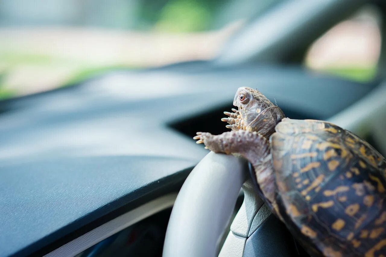 Черепашка за рулем. Машина черепаха. Медленный автомобиль. Водитель черепаха.