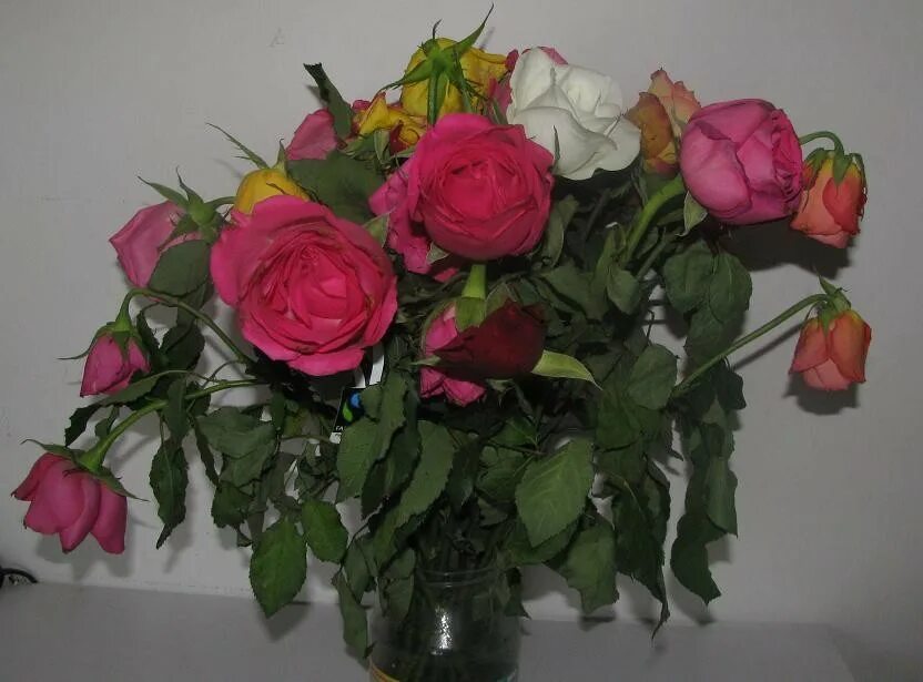 Розы быстро вянут в вазе. Некрасивый букет роз. Вялый букет. Букет завядших роз.