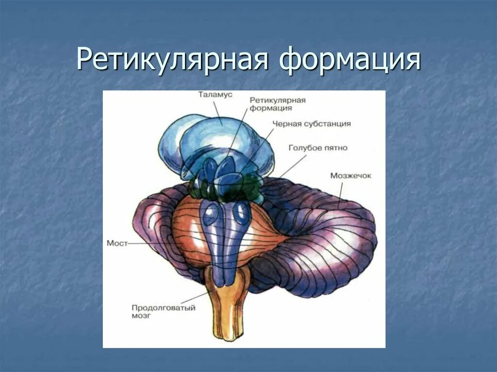 Лимбико ретикулярная формация. Ретикулярная формация продолговатого мозга. Ядра ретикулярной формации продолговатого мозга. Голубое пятно ретикулярной формации.
