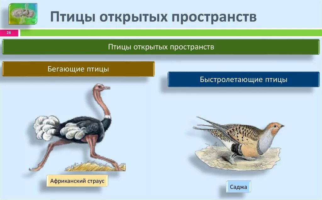 Птицы открытых пространств. Обитатели открытых пространств птицы. Птицы скрытых пространств. Экологические группы птиц.