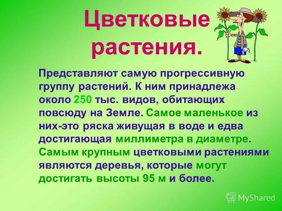 Сообщение о цветковом растении