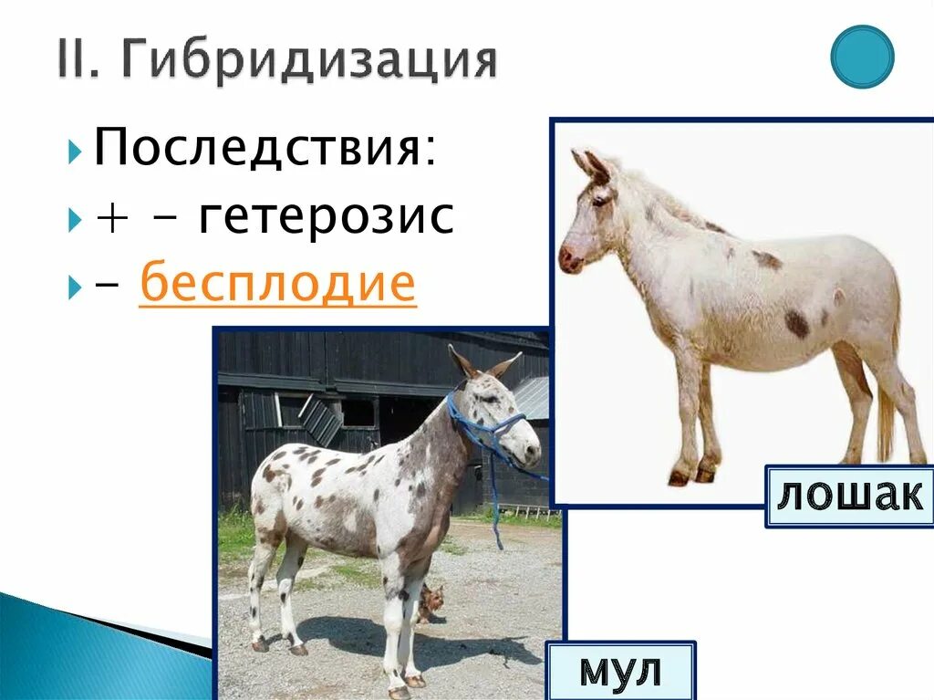 Гибридизация в селекции. Гибридизация в селекции животных. Гетерозис в селекции животных. Гибридизация гетерозис.