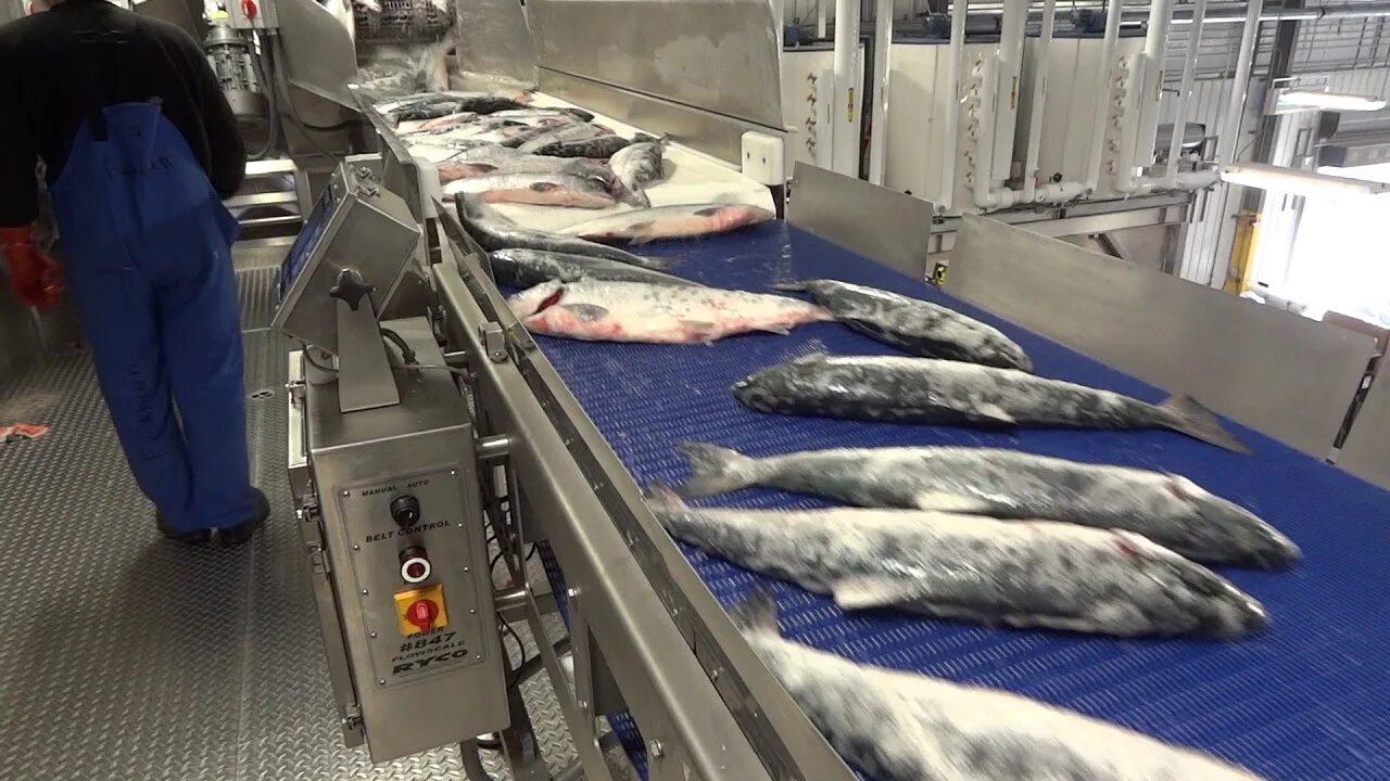 Приемки рыбы. Приемки рыбы. Приемки рыбы. Охлажденная рыба. Рыбоперерабатывающий завод.