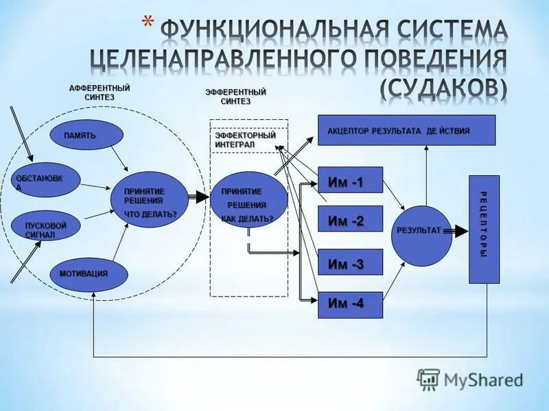 Функциональной системой приведите примеры Экономика