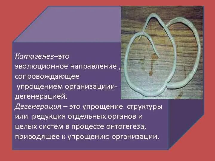 Выберите прогресс дегенерации. Катагенез. Катагенез и дегенерация. Общая дегенерация катагенез. Катагенез примеры дегенерации.