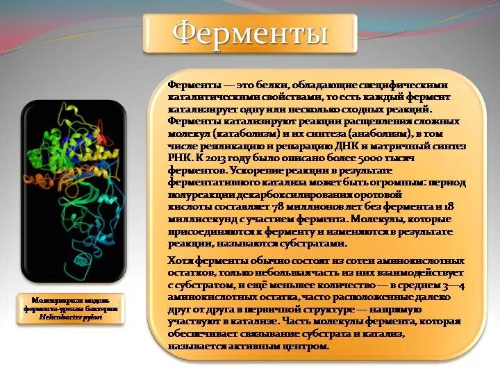 Регуляторы ферментов. Ферменты доклад по химии. Опыты обнаружения ферментов. Регуляторы биомолекулярных процессов таблица.