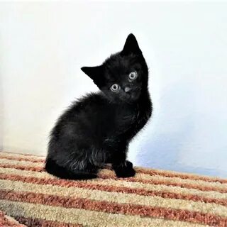 Обычный черный котенок