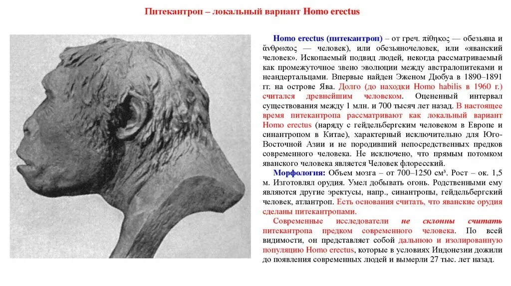 Непосредственные предки современного человека. Питекантроп и синантроп это. Гейдельбергский человек и синантроп. Питекантроп синантроп Гейдельбергский.