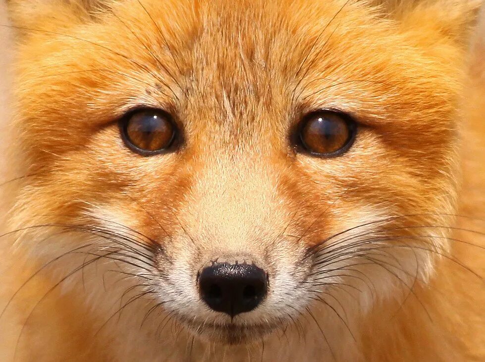 Лиса глаза. Цвет глаз у лисы. Обыкновенная лисица глаза. Лисьи глаза животные.