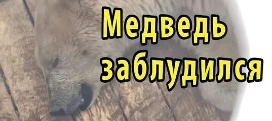 Потерялся медведь. Медвежонок потерялся. Медвежонок потерялся. В поселение забрел медведь. Медвежонок потерялся.