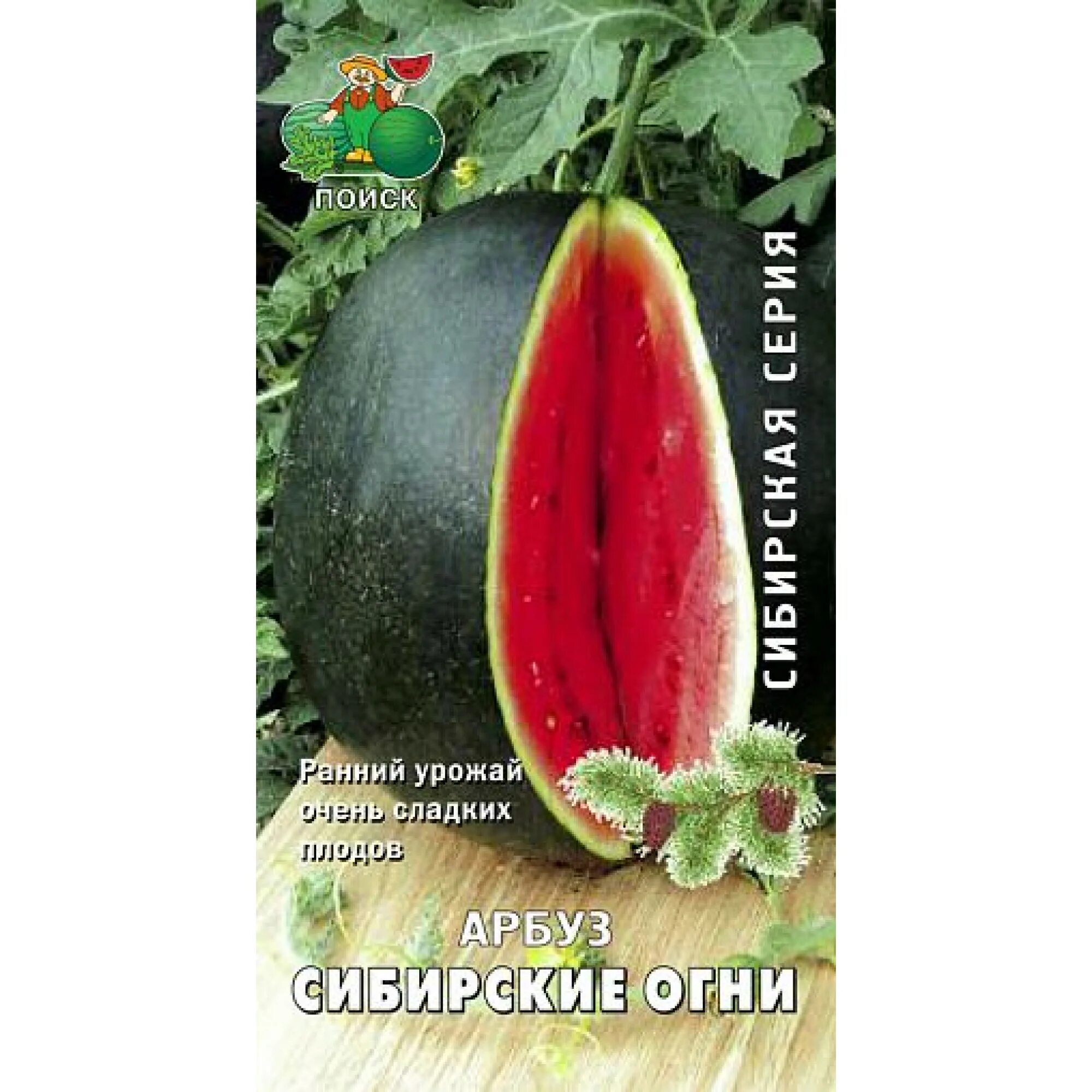 Арбуз легенда сибири. Арбаз обрезанный. Арбуз сибирские огни описание сорта. Арбуз огонек, семена алтая, 1гр. Арбуз сорт сибирские огни.
