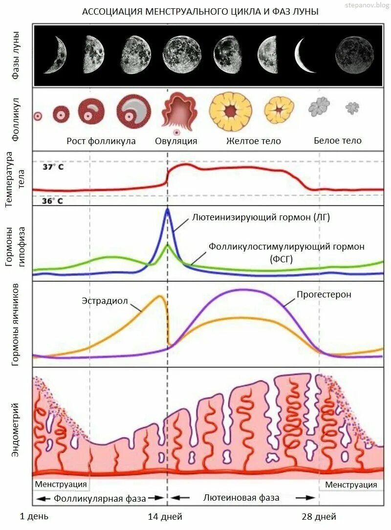 Фазы менструационного цикла и гормоны. Гормоны по фазам менструационного цикла. Схема гормонов в менструальном цикле. Уровни гормонов в разные фазы менструального цикла. Увеличение овуляции