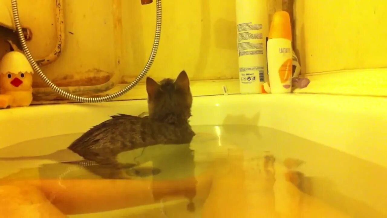 мужик в ванне с рыбой. прикол в ванной видео. нормально котик в ванной. маленькая обезьянка в ванной. обезьяна купается в ванной.