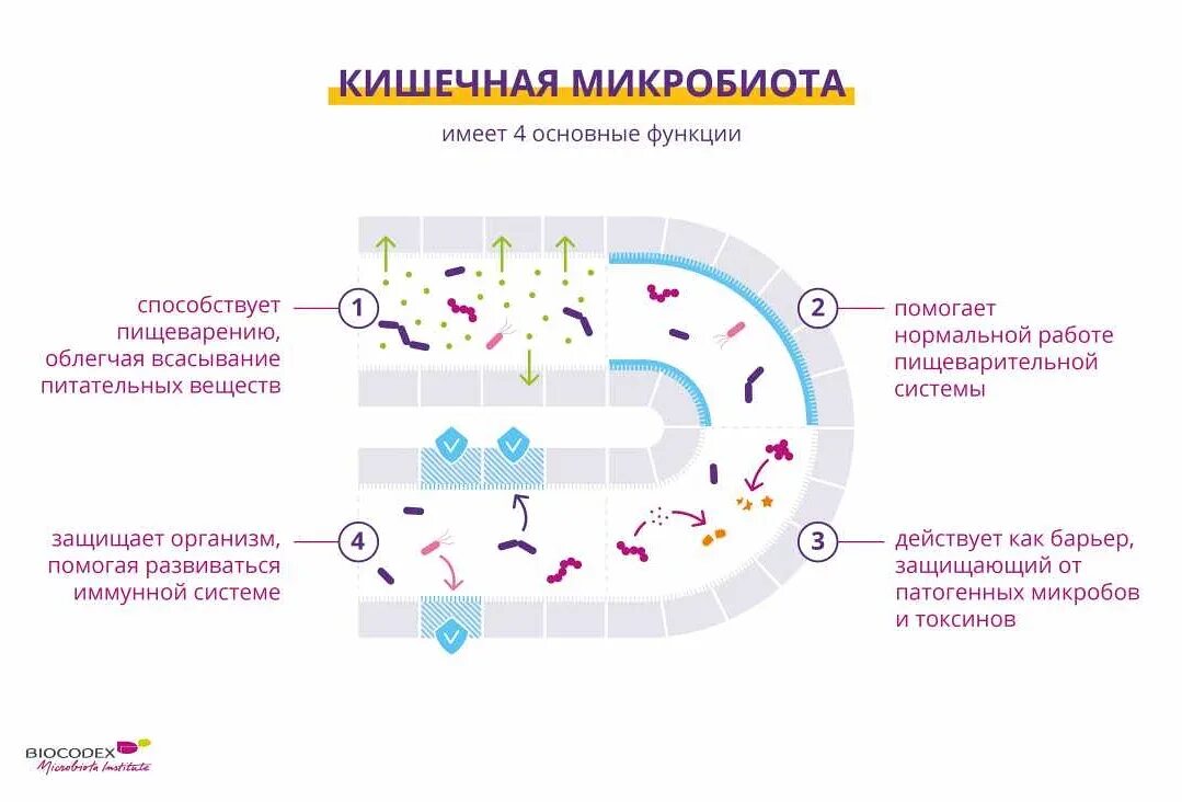 Микробиота как улучшить. Микробиота как улучшить