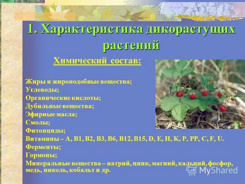 Примеры использования растений человеком Составить схему трава
