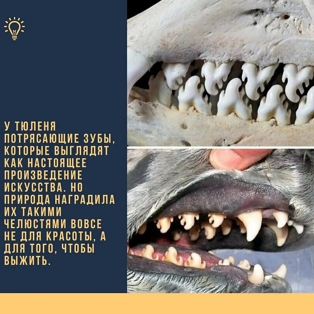 Зубы тюленя крабоеда. Зубы тюленя крабоеда