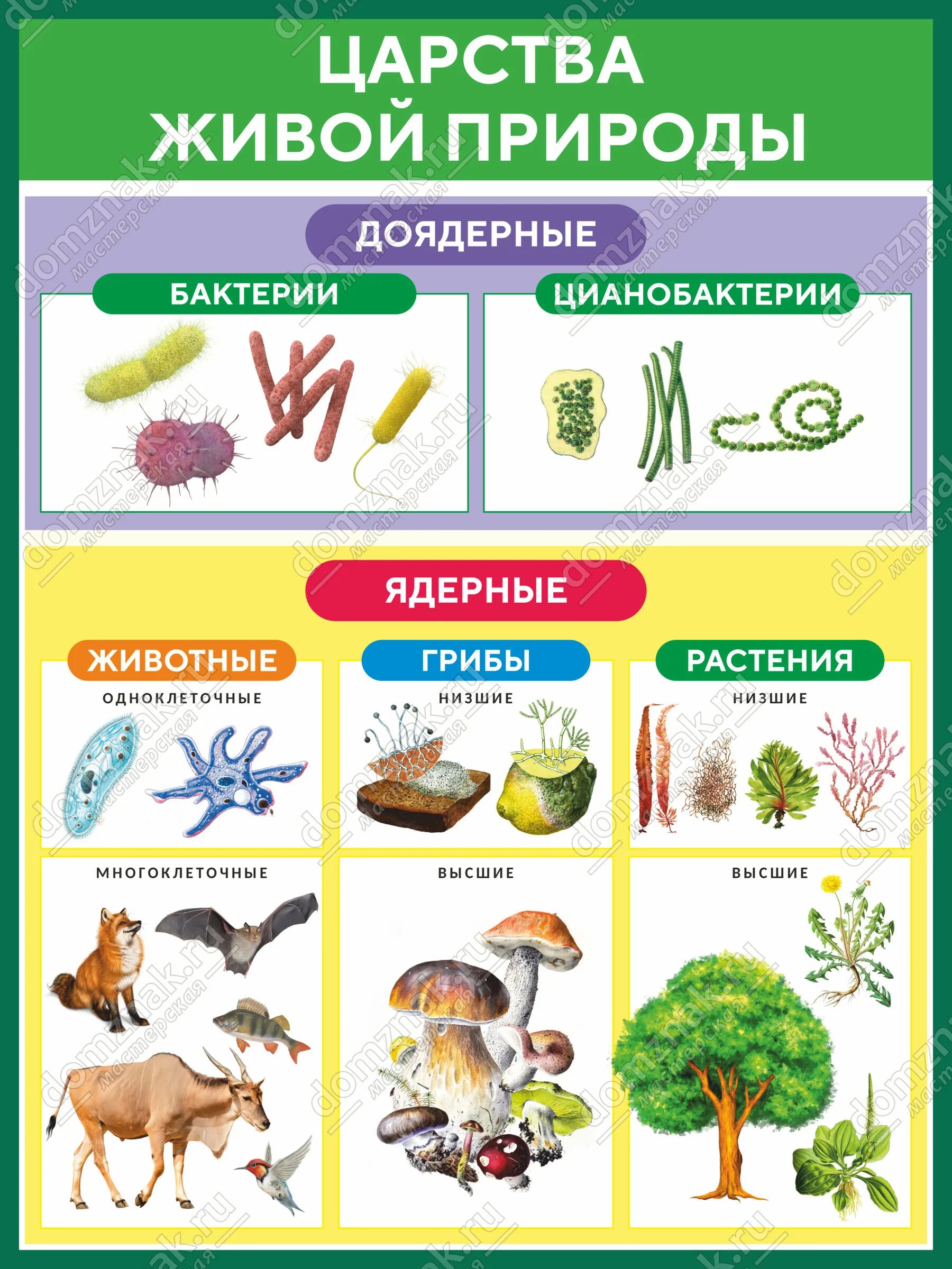 Тест 5 класс организмы тела живой природы. Царства живой природы. Стенд царство живой природы. В царстве животных. Царство по биологии.