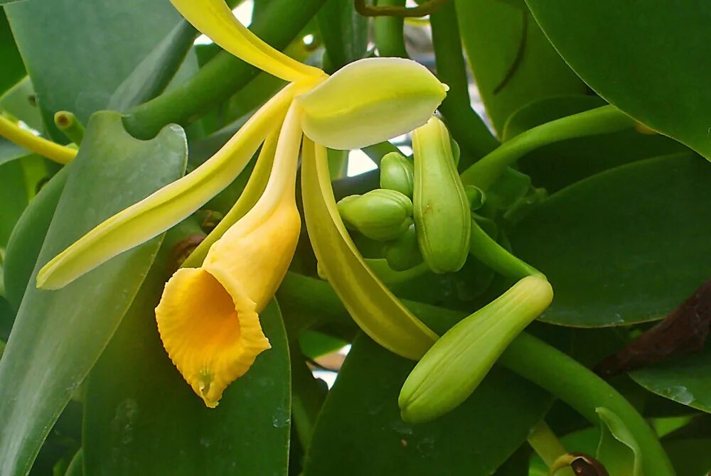 Орхидеи Vanilla planifolia. Орхидея ваниль стручки. Мадагаскарская ваниль. Vanilla planifolia albomarginata..