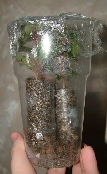 Укоренение черенков в перлите. Черенкование в вермикулите. Укореняем черенки в перлите и вермикулите. Черенкование в вермикулите. Укоренить фиалку в вермикулите.