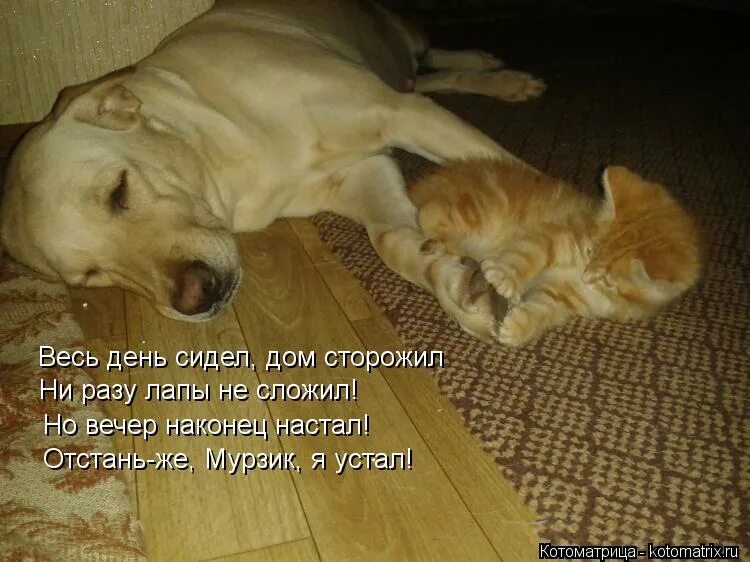 Сутками сижу дома. Сидите дома сидите дома. Жизнь хороша и жить хорошо. Домик лох. Сутками сижу дома.