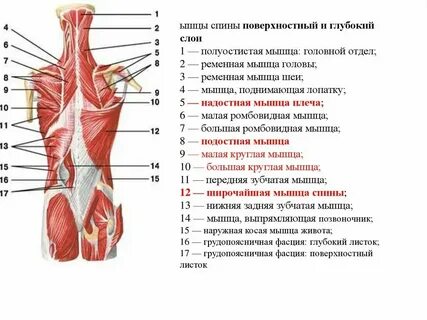 Толщина мышечного слоя является наибольшей в