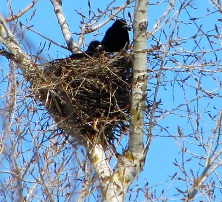 грачиные гнезда. гнездо гнездиться гнездовье гнездовой. гнёзда грачей колония. птичье гнездо на дереве. на деревьях вьют гнезда.
