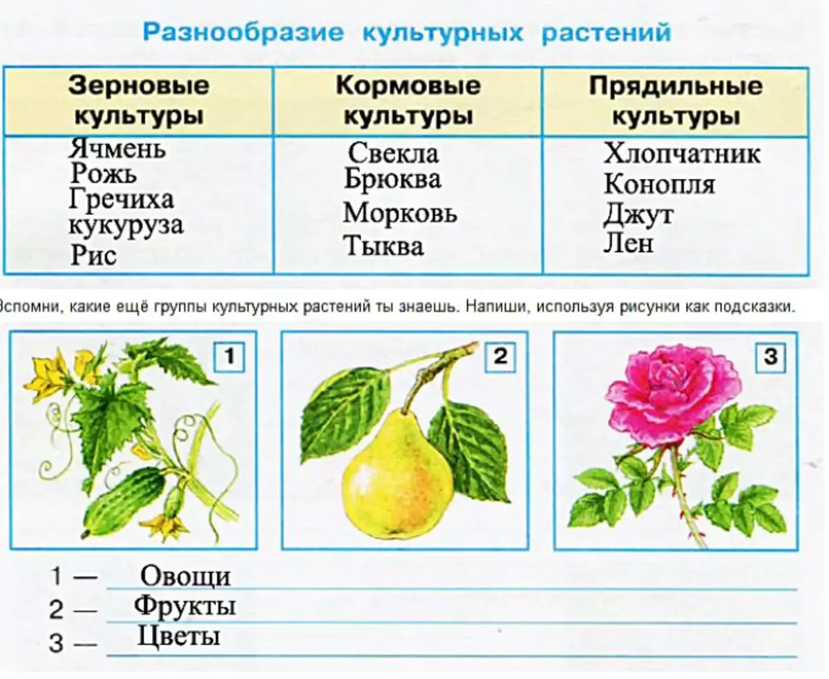 Практическая работа сравнение культурных растений 3 класс. Группы культурных растений. Культурные растения. Образцы культурных растений. Культурные растения названия.