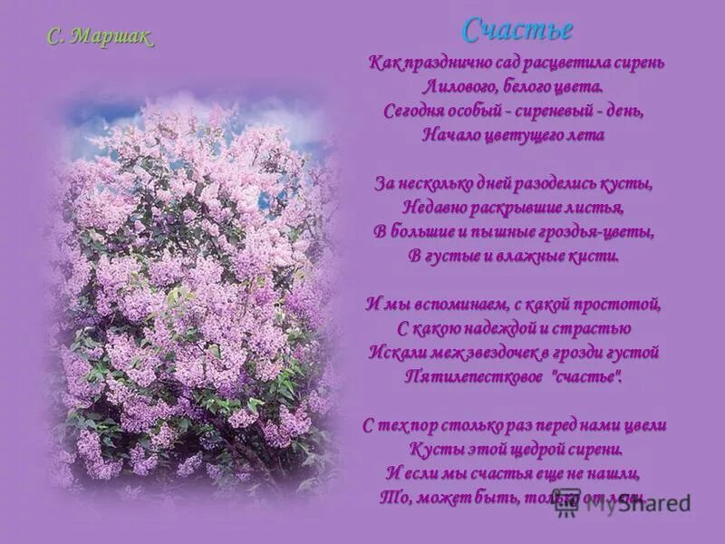 Стихотворение про сирень. Стишки про сирень. Стихи про сирень красивые. Стихотворение про сирень для детей. Заволокина сирень